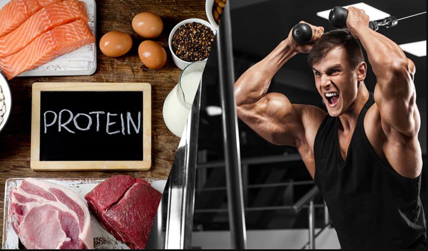 Protein: Thành phần quan trọng cho sự phục hồi và phát triển cơ bắp